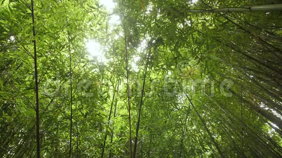 阳光下绿竹林的墙纸视频的预览图