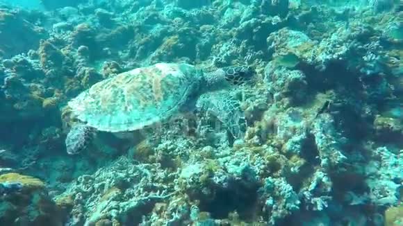 在蓝色的海洋里游泳可爱的乌龟水下潜水与海龟视频的预览图