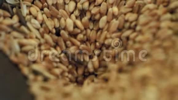 将特写麦粒倒入各种麦粒质量控制装置中视频的预览图