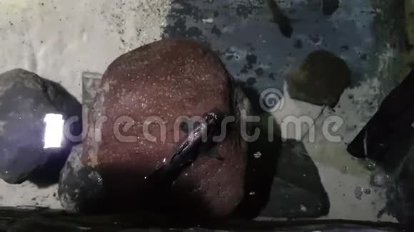 布达佩斯动物园中的大西洋泥沼视频的预览图
