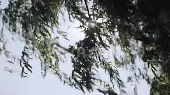 阳光透过茂盛的绿叶照在树枝上视频的预览图