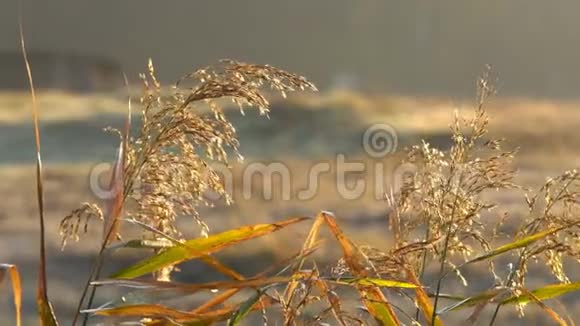 秋日阳光下的植被视频的预览图