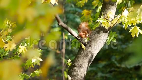 在树上吃苹果的红松鼠视频的预览图
