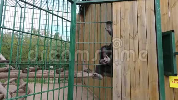 动物园里的黑猩猩猴子剥皮吃橘子视频的预览图