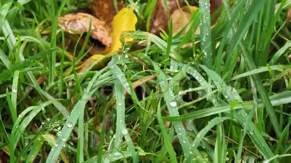 秋雨中草坪上绿草如茵的湿叶片视频的预览图