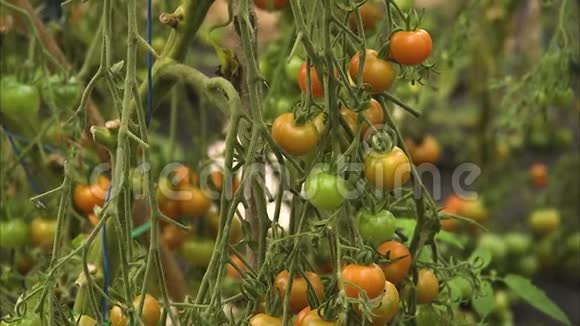 未成熟的西红柿视频的预览图