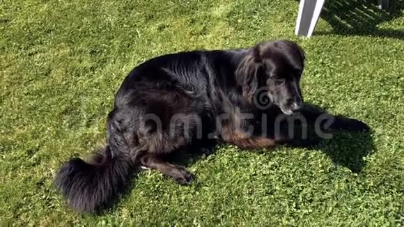 草地上的黑色拉布拉多犬视频的预览图