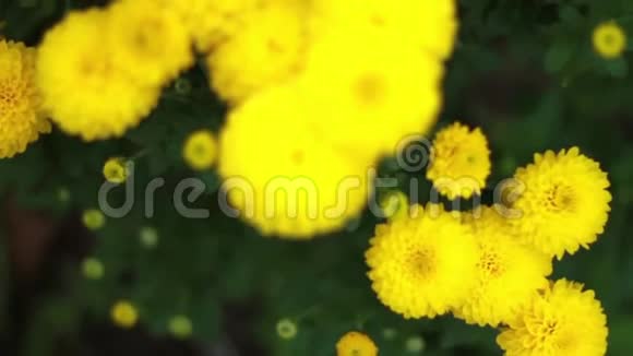 背景黄色花卉运动1920x1080高清视频的预览图