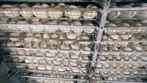 一排排鸟蛋特写许多鸡蛋放在农场的金属架子上视频的预览图