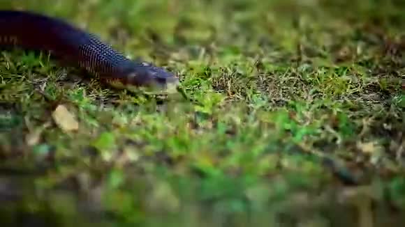 近距离拍摄一条沿着地面滑行的小蛇视频的预览图
