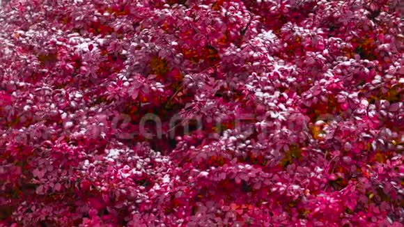 雪上美丽的红色植物近景视频的预览图