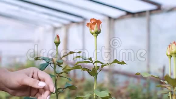 女人手在温室里割白玫瑰视频的预览图