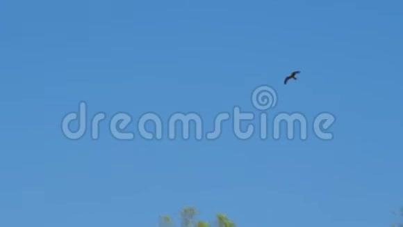 一只鸟儿在蓝天上翱翔视频的预览图