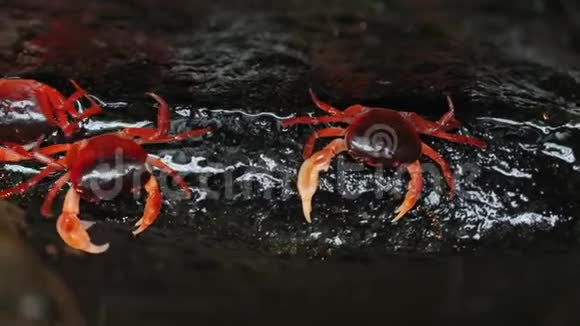 日本淡水蟹视频的预览图