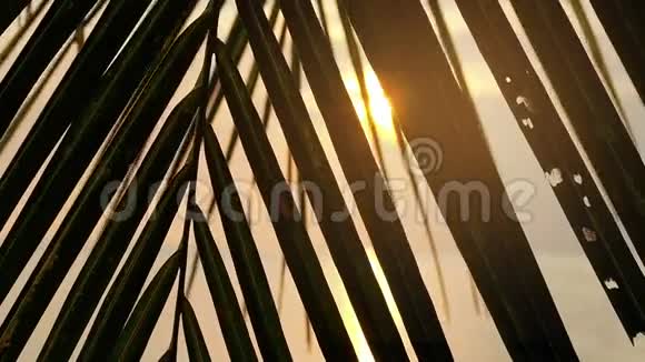 阳光透过棕榈叶照射视频的预览图
