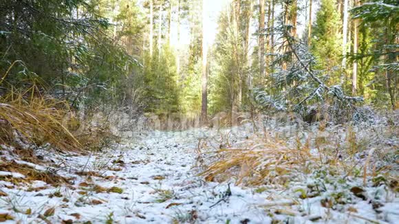 一只幼犬种着一只野兔穿过覆盖着薄薄一层雪的秋天森林视频的预览图