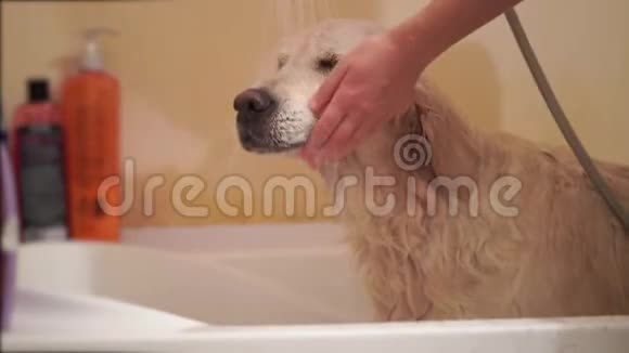 女人在浴室里洗狗视频的预览图
