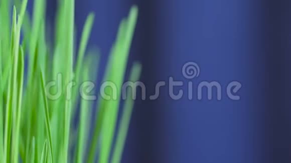 在蓝色背景上特写一束旋转的新鲜青草视频的预览图