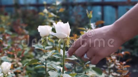 女人手切白玫瑰视频的预览图