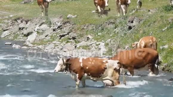 奶牛在穿越高山河时穿越高山牧场视频的预览图