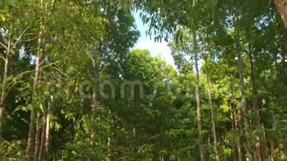 公园的地面道路高热带树木视频的预览图