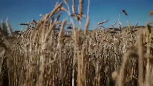 特写麦穗联合收割机跨田收割小麦场景到现场视频的预览图