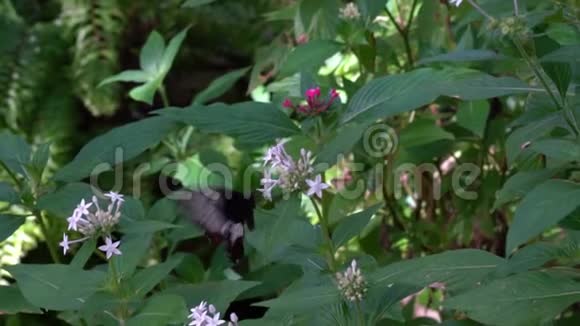 燕尾蝶在花丛中飞舞吸吮花蜜视频的预览图