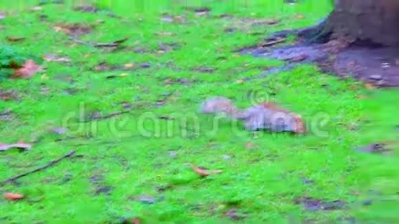 草地上的松鼠视频的预览图