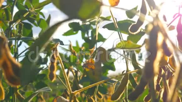 青天下黄豆枝迎着阳光干和绿色大豆视频的预览图
