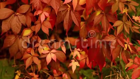 红色树叶秋天运动HD1920x1080视频的预览图