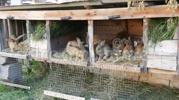 许多不同的兔子在农场的笼子里视频的预览图