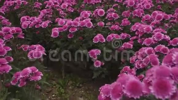 慢飞过盛开的紫薇菊花视频的预览图