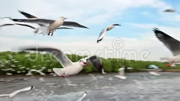 海鸥在镜头附近缓慢飞行视频的预览图