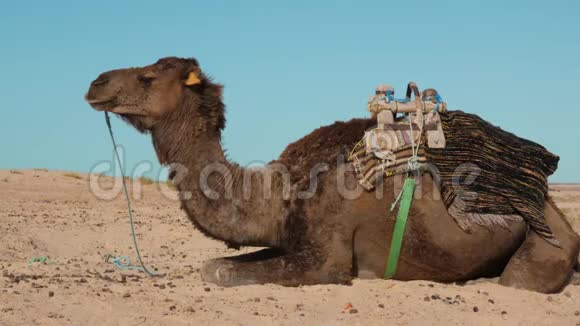沙漠中的贝都因骆驼靠近沙滩长着大牙齿的罗马骆驼视频的预览图