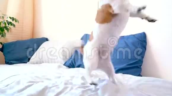 可爱的狗在床上玩耍视频的预览图