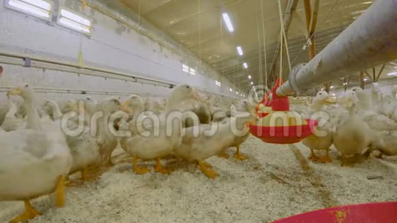 鸭子在家禽养殖场吃饲料视频的预览图