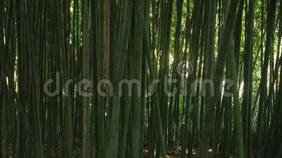 绿色细长竹柄的背景背后有一丝光亮视频的预览图