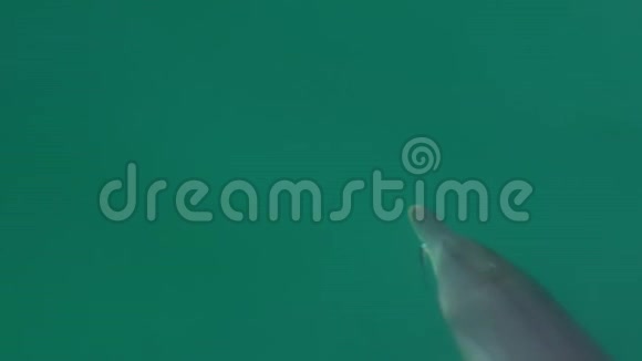 在宽吻海豚上面视频的预览图
