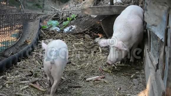 小猪和妈妈在一起视频的预览图