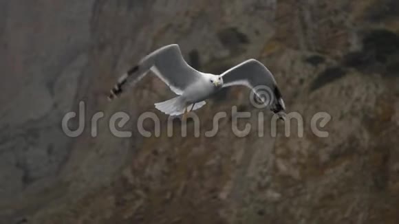 近景海鸥在海岸岩石的背景下飞翔视频的预览图