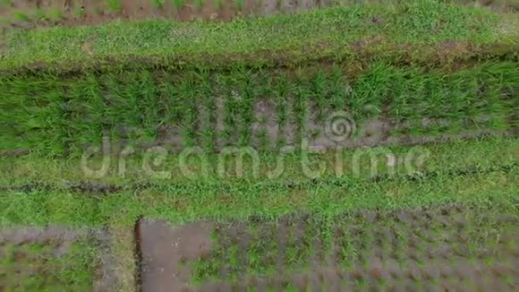 空中拍摄的稻田和房屋周围的一个走道在一个Ubud村的中心巴厘岛前往视频的预览图