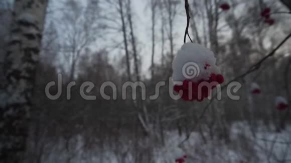 冬天的森林很多雪POV第一个人的视频雄性手从树上摘下冰冻的红色浆果视频的预览图
