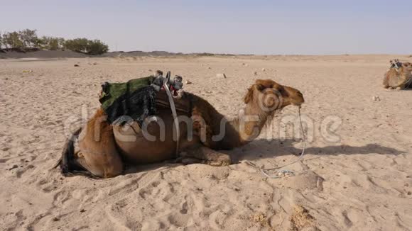 沙漠中的沙漠中躺在沙子上的骆驼撒哈拉沙漠中贝都因骆驼的牧民全景拍摄视频的预览图