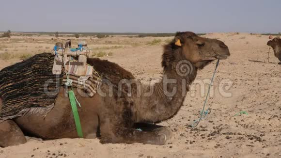 在撒哈拉沙漠的沙漠中躺在沙滩上睡觉的深红色骆驼视频的预览图