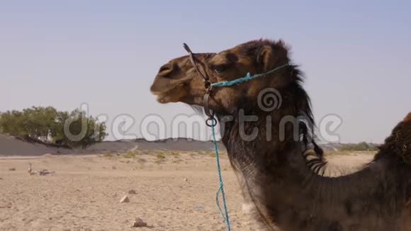 骆驼站在沙地沙漠里在甜点的背景下近距离的骆驼视频的预览图
