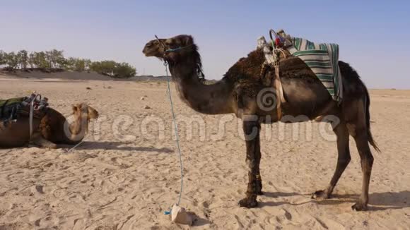 一个驼峰的骆驼在沙漠中与石头相连德罗姆赛骆驼站在甜点上视频的预览图