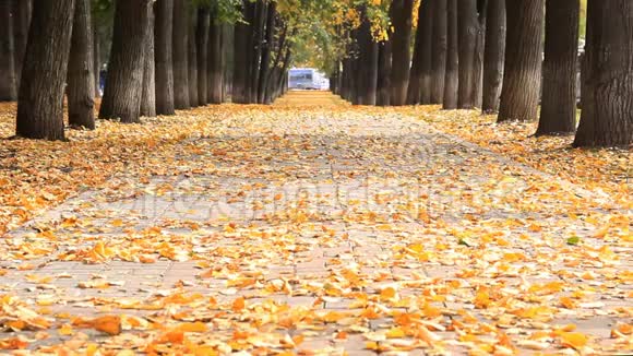 公园里的秋天美丽的小巷与落叶小巷尽头有车的路视频的预览图