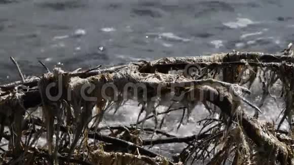 漂流的木材和海藻散落在砾石滩上视频的预览图
