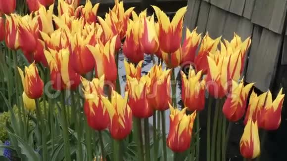 一排排栽培的红色和黄色郁金香视频的预览图