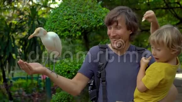 年轻人和他的小儿子在鸟公园里玩得很开心用手喂白鹭视频的预览图